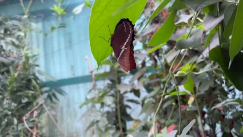 Capuchino butterfly on a leaf Stock Footage 240682937