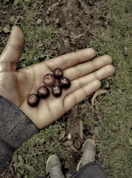 Capuli fruit in a man's hand Photos