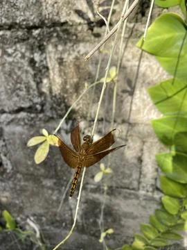 Capung Gantung Stock Photos