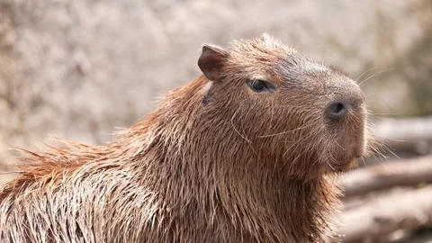 Capybara in Amazon Jungle Stock Footage 338252379