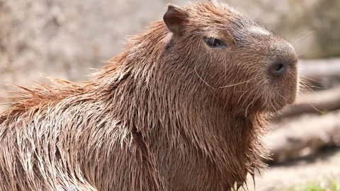 Capybara in Amazon Jungle Stock Footage 338252412