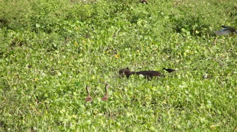 Capybara and Bird 1 Stock Footage 60032544
