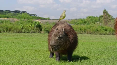 Capybara and Bird Interaction in Curitiba, Parana, Brazil Scenery Stock-Footage 336451421