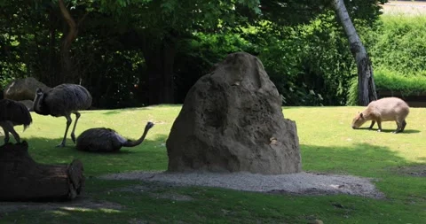 Capybara and flightless birds sharing sunny grass habitat around a dirt mound Stock Footage 319795998