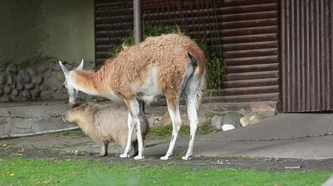  capybara and lama walking together Stock Footage
