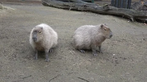 Capybara animal close up Stock Footage 80898901