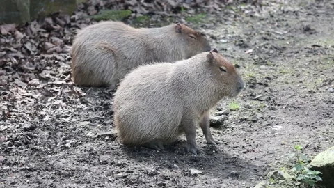 Capybara animal Stock Footage 90229436