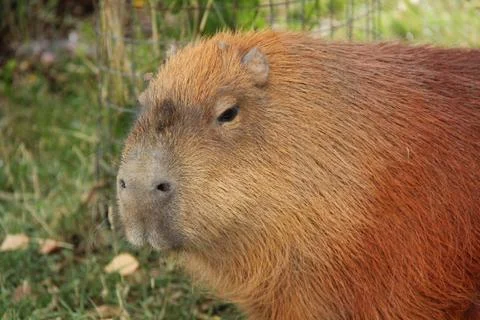 Capybara Animal. Stock Photos