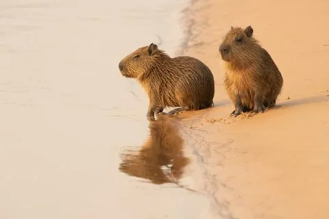 Capybara babies on beach alone Stock Photos
