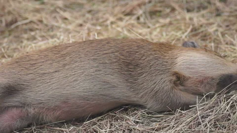 Capybara basks in the sun 動画素材 107852099
