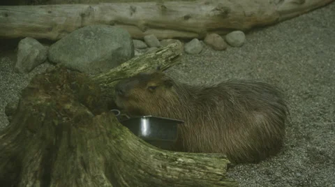 Capybara on a beach in tropical setting | Stock Video | Pond5