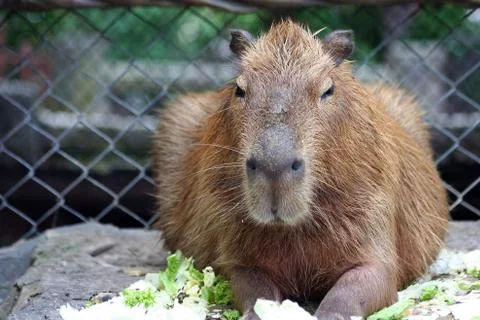 Capybara, a big Rat Foto stock