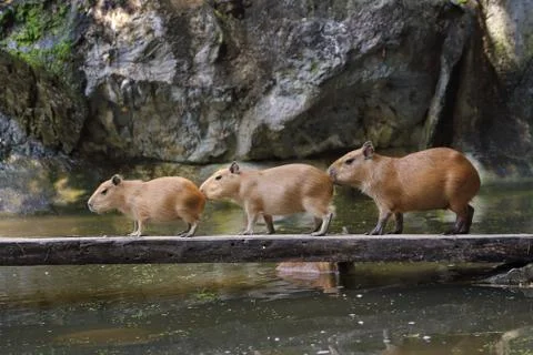 Capybara on the bridge Stock Photos