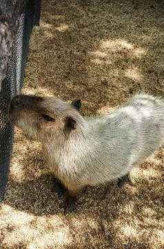 A Capybara in the cage Stock Photos