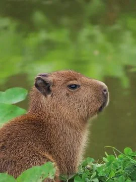 Capybara Calm Stock Photos