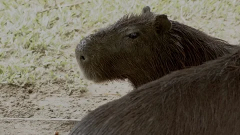 A Capybara in captivity next to others Stock Footage 188916203