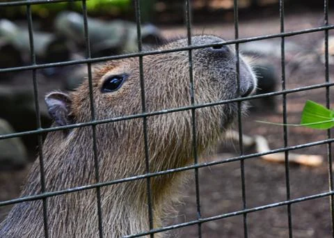 Capybara in captivity Stock Photos