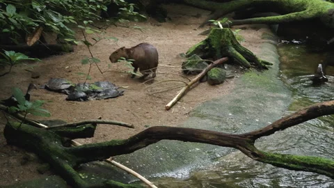 Capybara chasing a duck jumping into the water slow-motion Stock Footage 270988364