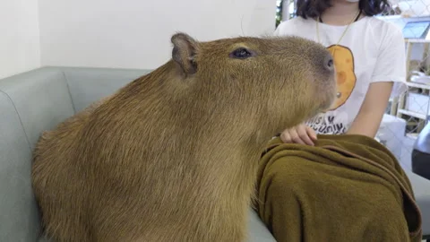 Capybara chews on carrot at Cafe Capybara in Tokyo (editorial) Stock Footage 296026161