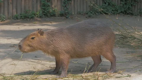 Capybara chews grass on sunny day Stock Footage 101149658
