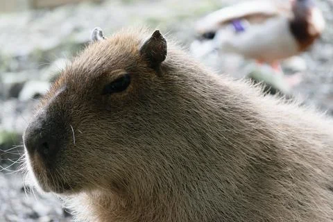 Capybara Close-Up with Blurred Background Foto stock