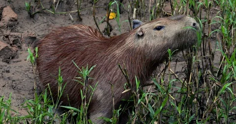 Capybara CLOSE UP Feeding on Grass Shot on Peruvian Amazon River Bank Stock Footage