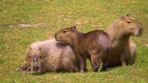 A Capybara close up Stock Footage 254178978