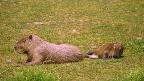 A Capybara close up Stock Footage 254179052