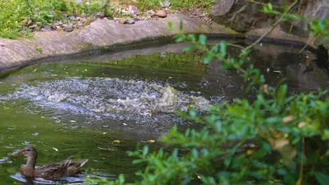 A Capybara close up Stock Footage 254179266
