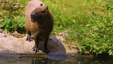 A Capybara close up Stock Footage 254179735