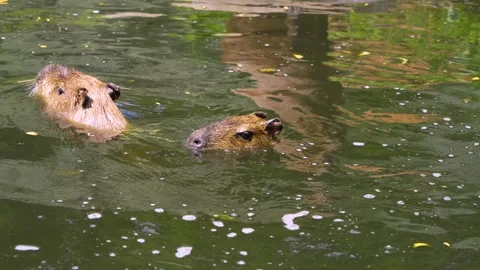 A Capybara close up Stock Footage 254179812