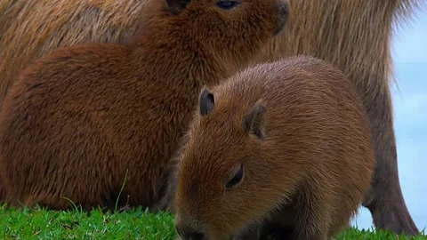 Capybara Close Up Portrait Video stock 323143056
