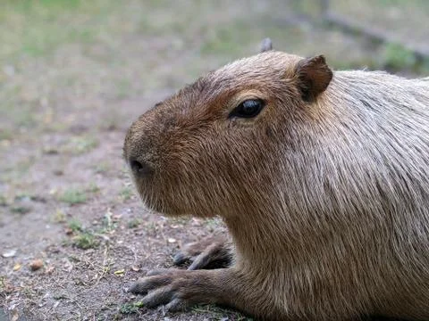 Capybara close up side view, sitting on ground Stock Photos