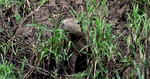 Capybara Close Up Single Eating looking at Camera Peru South America Stock Footage 130482915