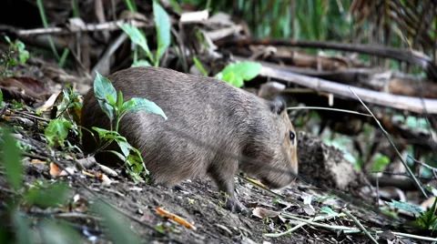 Capybara Closeup Stock Footage 52200125