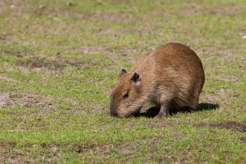 Capybara cub Stock Photos