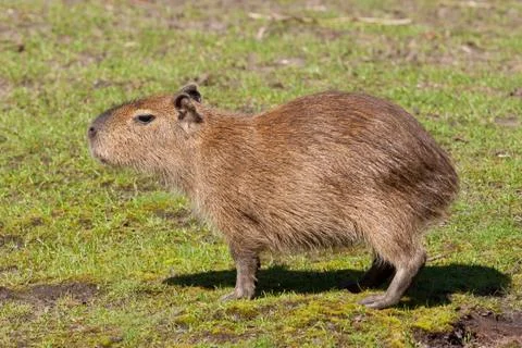 Capybara cub Foto stock