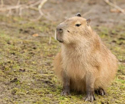 Capybara cub sitting Stock Photos