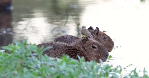 Capybara cubs on the banks of the Miranda River and birds eating insects that Stock Footage 315763473