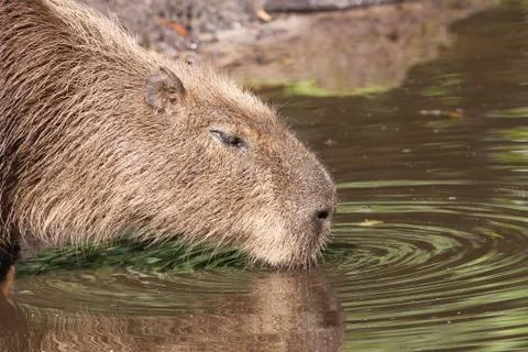 Capybara  drinking Stock Photos