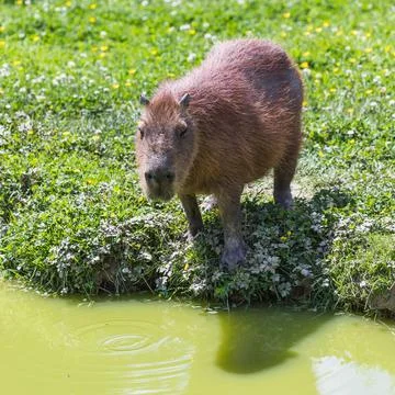 Capybara drinking from the waters edge Stock Photos