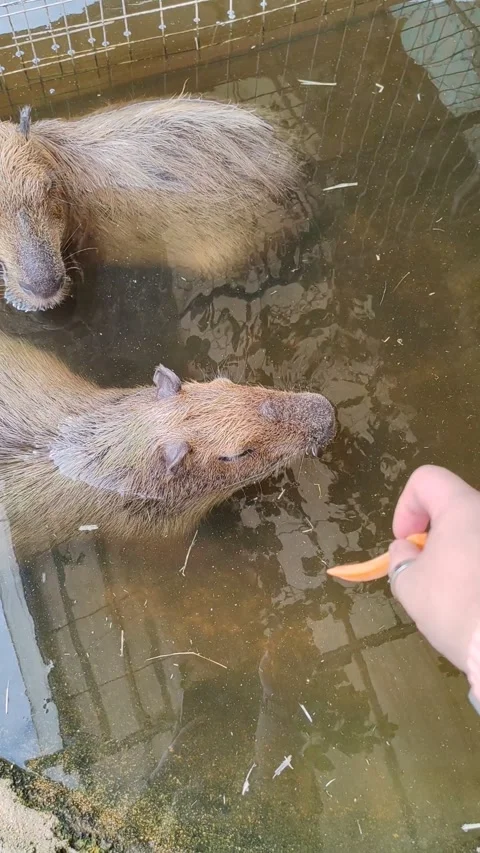 Capybara eat carrot Stock Footage 321503596