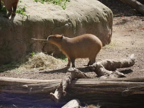 Capybara eating grass Stock Photos