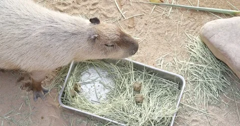 Capybara eating grass in zoo Stock Footage 83369772