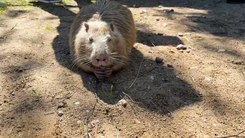 Capybara eating on sandy ground close-up, cute large rodent Stock Footage 337434357