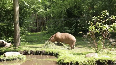 Capybara eats food in an open-air cage in a zoo Stock Footage 246621234