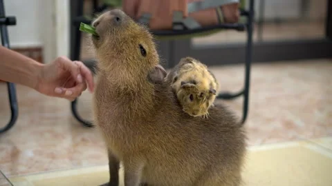 Capybara enjoying gentle petting while carrying a guinea pig on its back Stock Footage 340986493