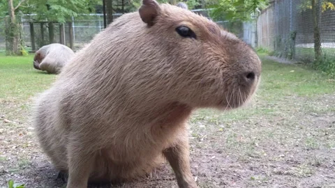 Capybara extreme close up, chewing and looking to and away camera Stock Footage