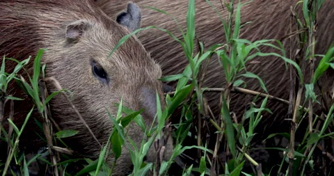 Capybara Extreme Close on pair grazing with Butterfly on eye Peru South America Stock Footage 130495817