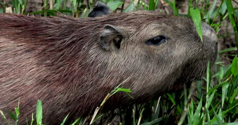 Capybara Extreme Close PROFILE on Single straight munching Peru South America Stock Footage 130503463
